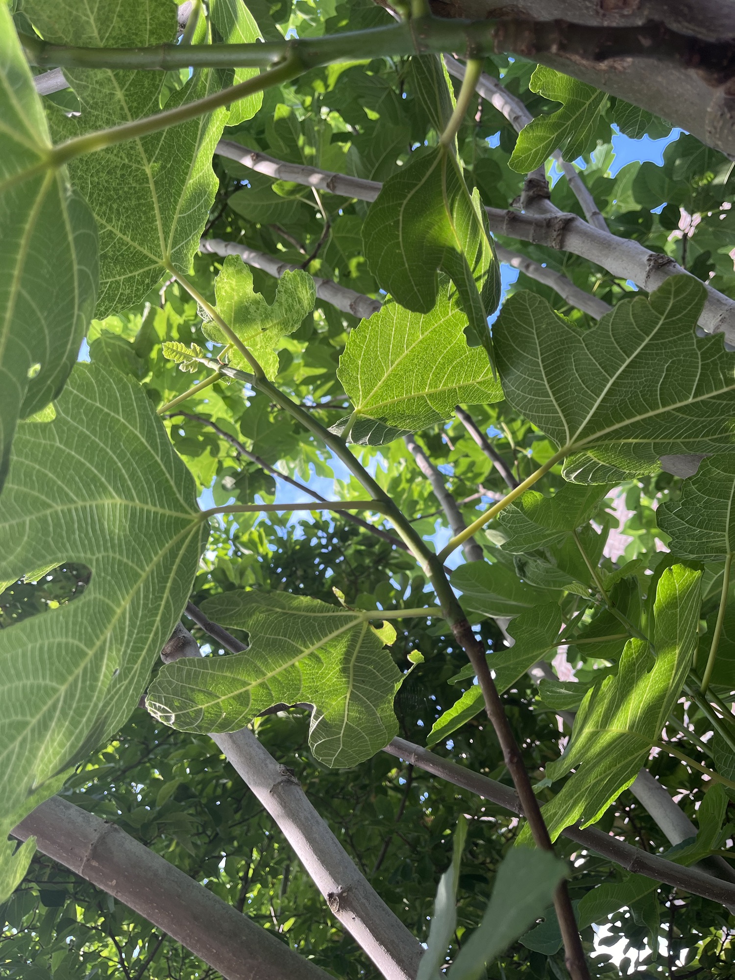 Summer Solstice Reflection: The Fig Tree Vase
