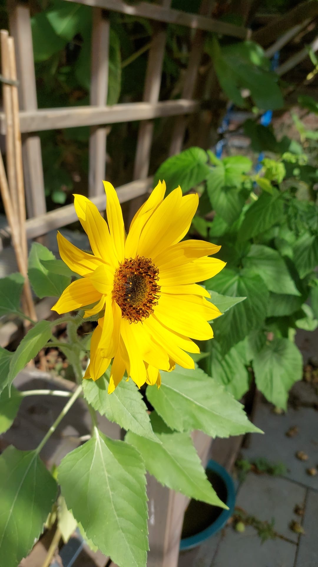 De Mythe van de Zonnebloem: Een Ode aan Onbeantwoorde Liefde