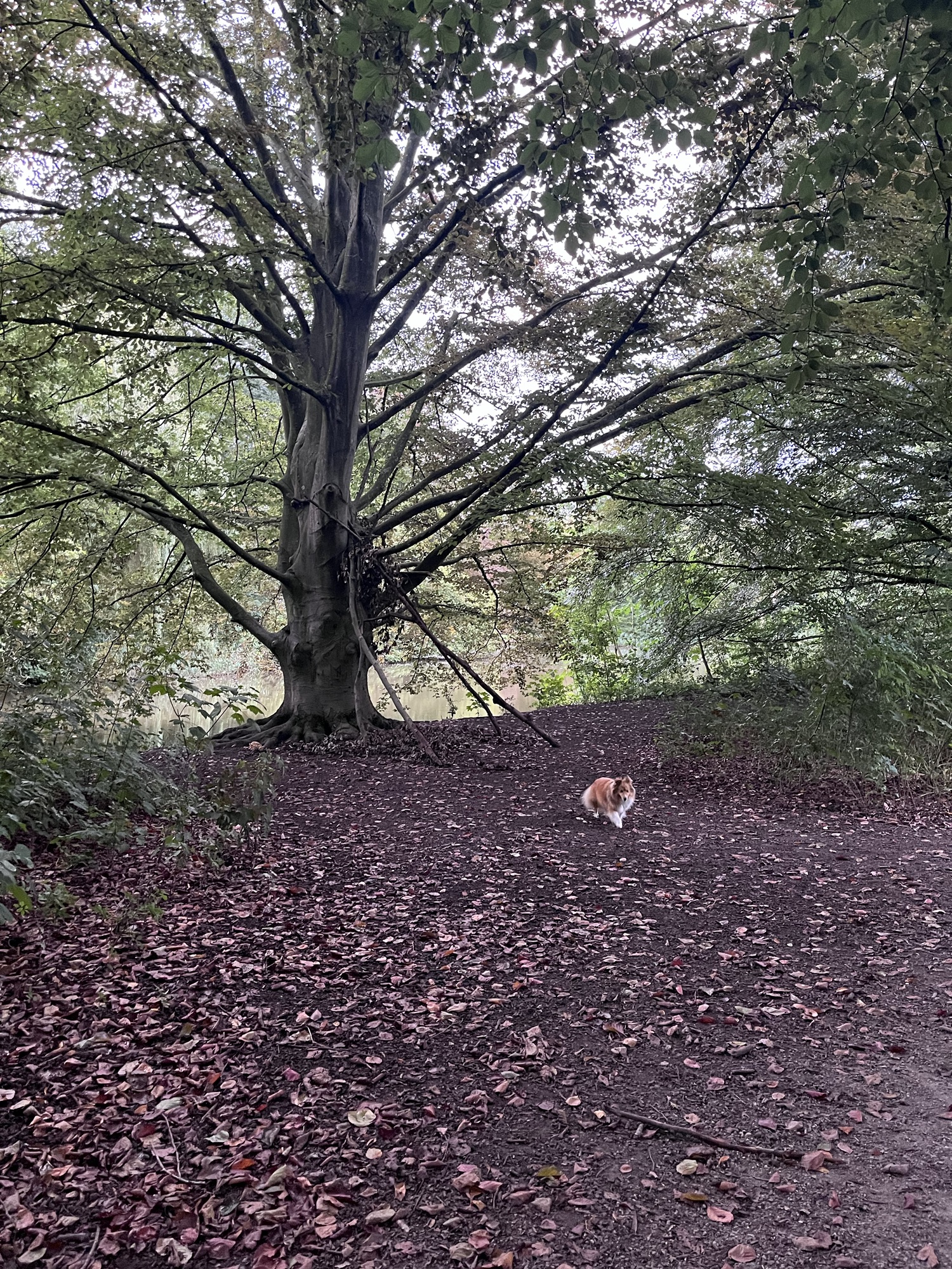 Veranderingen in de Natuur: De Aankomst van de Herfst en het Ritme van de Seizoenen