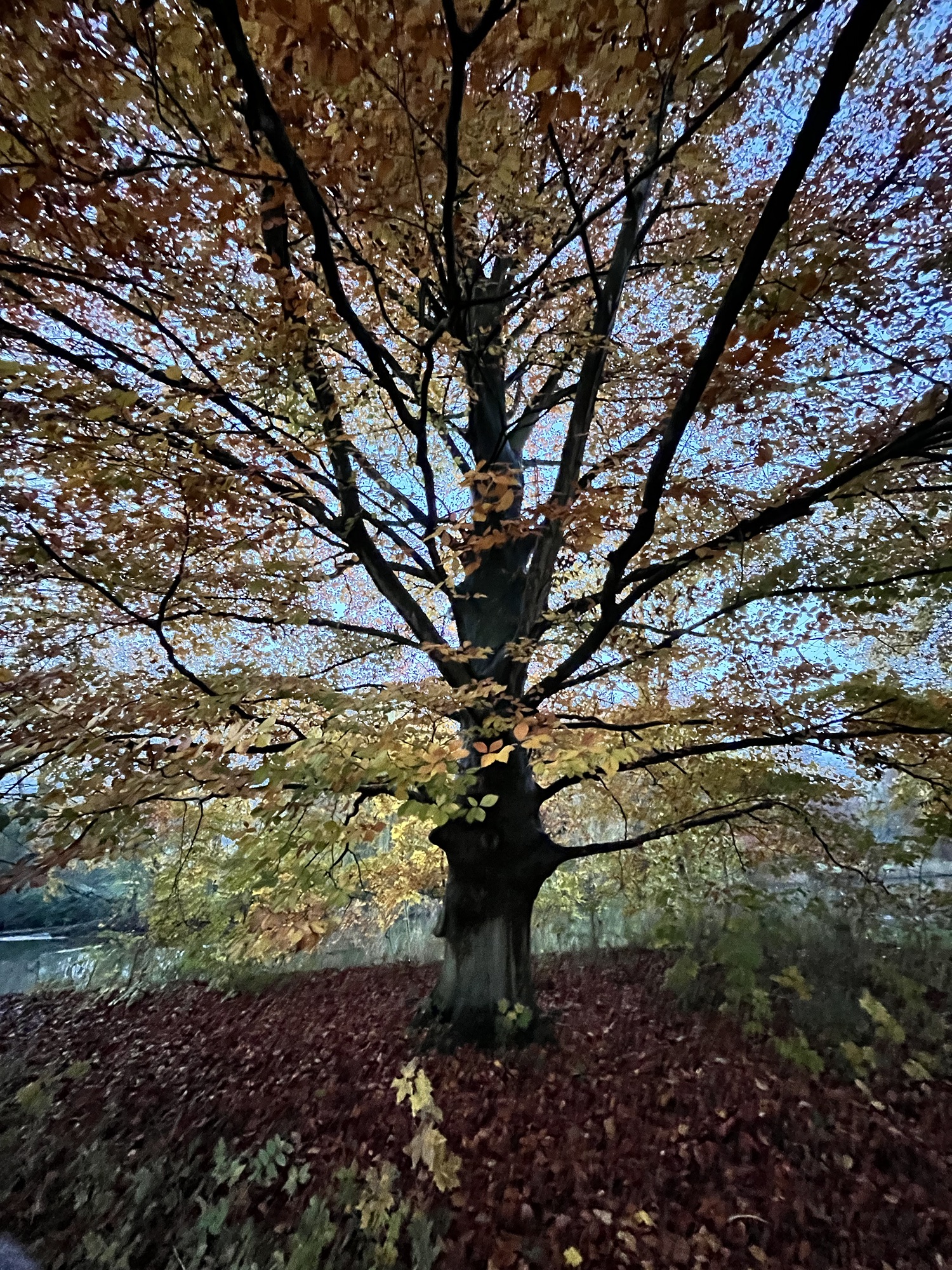 De Overgang van Herfst naar Winter: Een Reflectie op het Jaarwiel